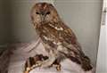 Owl rescued from wood burning stove