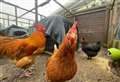 PET OF THE WEEK: Ken and hens want to stay chick as thieves at forever home