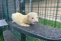 PET OF THE WEEK: Loveable lad Darren hoping to ferret out forever home