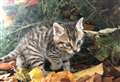 Wildcat preservation group ready to lodge objections to Huntly wind farm extension devastated by removal of orphan kitten