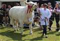 Best of the cattle breeds showcased at Turriff