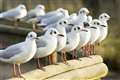 Charity demands urgent response plan to protect wild birds from avian influenza