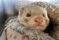 Cute Oliver hopes to ferret out his forever home