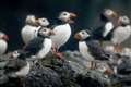 Charities call for wind farm to be blocked as thousands of bird deaths feared