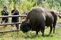 Kent Wildlife Trust to receive £100,000 for bison rewilding project