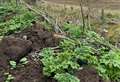 Danger plant Giant Hogweed goes on the march across Aberdeenshire