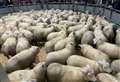Farming: Defra’s census shows continued shrinking of the UK sheep flock