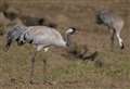 Historic first as Crane from UK release project pairs up with Aberdeenshire bird