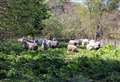 Macduff sheep sent in to tackle giant hogweed plants 