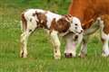 Stay safe when calving