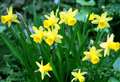 Farming: Could daffodils hold the key to reducing cattle methane emissions?