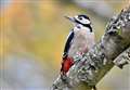 Grampian wildlife: Name this bird