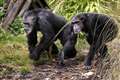 Researchers find ‘first proof of menopause in wild chimpanzees’