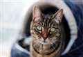 Winter poses added threat to cats.