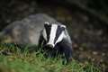 Badger culling rolled out to 11 new areas to tackle TB in cattle