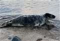SSPCA asks public not to approach seals at Newburgh Beach