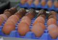 Gordon MP raises fears new UK trade agreement will allow sub-standard egg imports