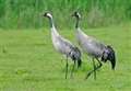 Aberdeenshire cranes help keep the population growing in Scotland