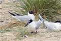 Politics: Challenging times for Scotland's wild bird populations