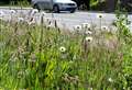 Littering warning for drivers as Aberdeenshire's verge grass-cutting begins