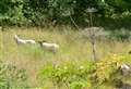 Sheep used to combat giant hogweed