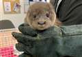 'Adorable' baby otter found in Inverurie