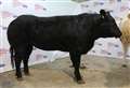 Title win for Turriff cattle consigner