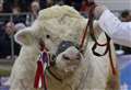 In Pictures: Charolais bull Inverlochy Superscot takes top honours at the Spring Show 