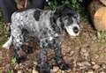 Community rallies together to find deaf and blind dog missing in Alvah