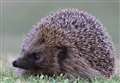 Could you be a Hedgehog Champion