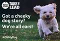 Competition looks for cheeky dog tales