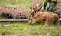 Rabbits causing cemetery devastation