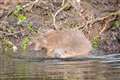 Beavers given legal protection in England, Government announces