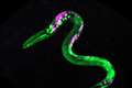 Worms get the munchies after having cannabis-like substance