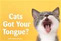 Cats Protection set to launch 'purr-fect' new podcast series
