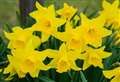 SWI group welcome spring with annual bulb show