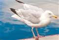 Sonar technology proposal to tackle north-east gull menace