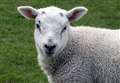 Don't make us sacrificial lambs