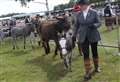 Top honours for a far travelled donkey at Turriff Show
