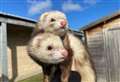PET OF THE WEEK: Cuteness at the double as Cindy and Freckles hope to ferret out forever home