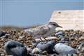 National Trust rangers move into lifeboat house to monitor little tern colony