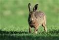 Warning as hare coursing incidents rise in the north-east and Moray