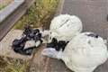 Man charged after £1m drugs haul falls off horsebox on motorway