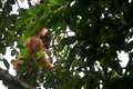 Conservationists urge Yousaf to act over Indonesian dam threat to rare orangutan