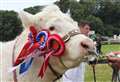 Charolais is crowned champion of champions at Turriff Show