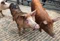 Report examines cost of pig production in 17 countries