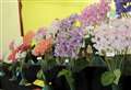 Deskford Flower Show set to blossom