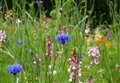 Aberdeenshire wildflowers areas could see positive benefits from lockdown
