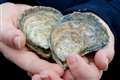 Oysters returned to Firth of Forth for first time in a century