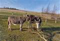 Bereaved Aberdeenshire donkey finds new forever friend
